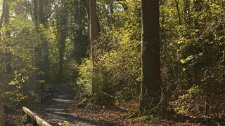 The Dingle, Appleton Thorn