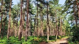 Swinley Forest4