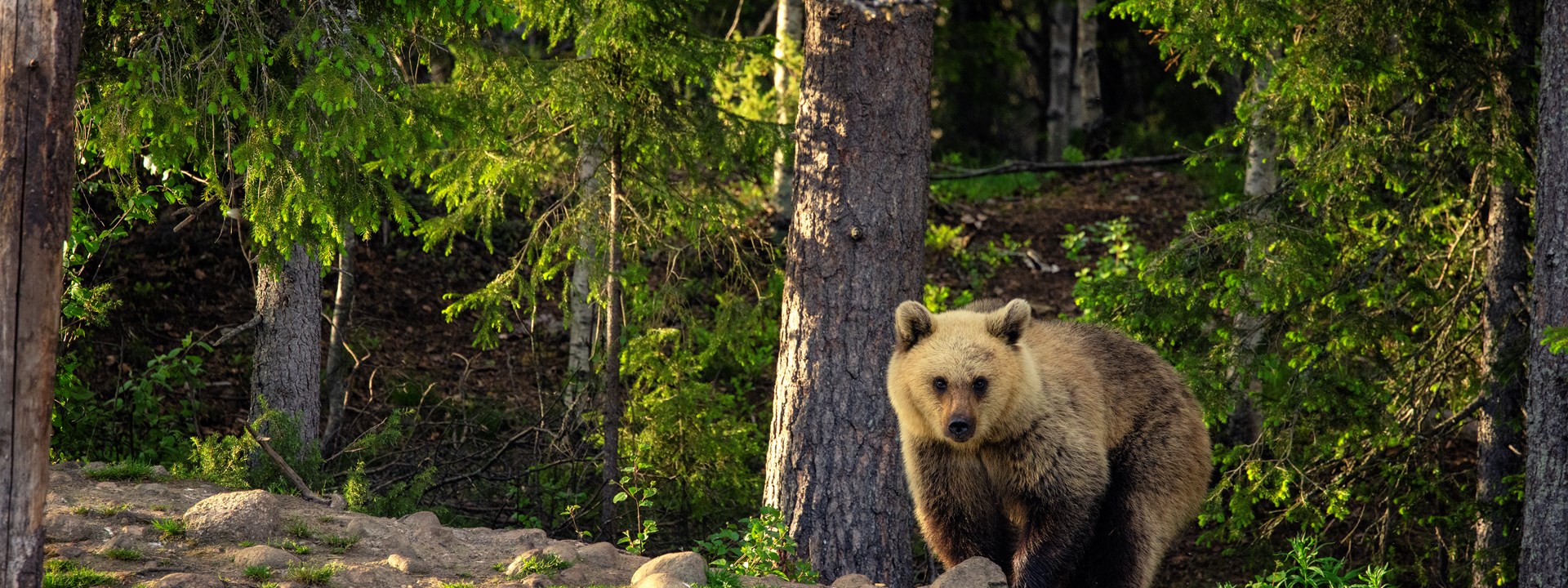 oulanka basecamp summer bear