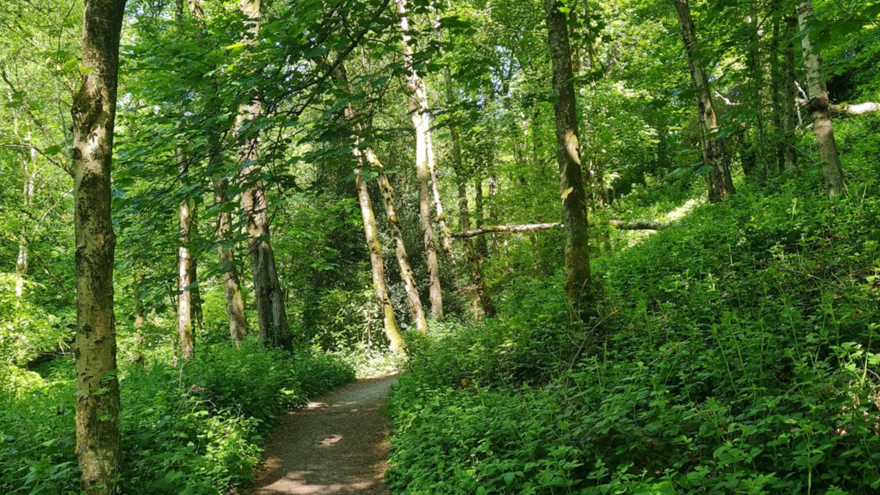 Witton Park Walk Woodland