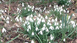Snowdrop walk