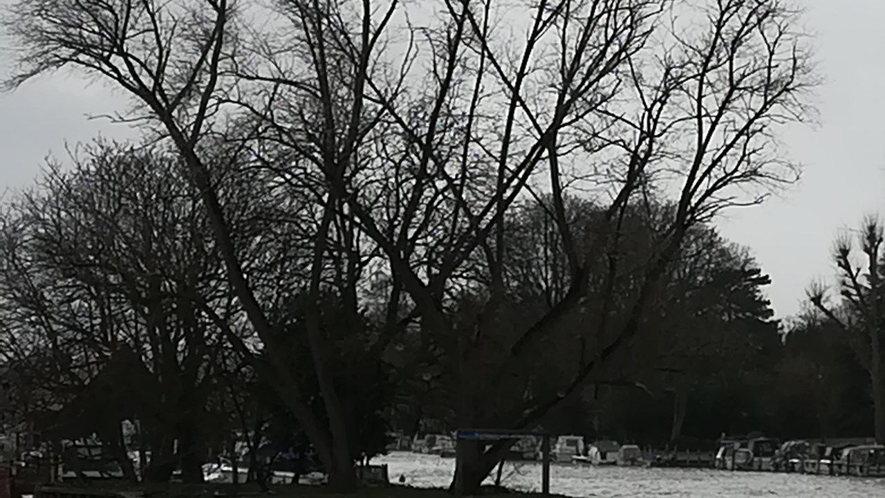 lindabushypark01