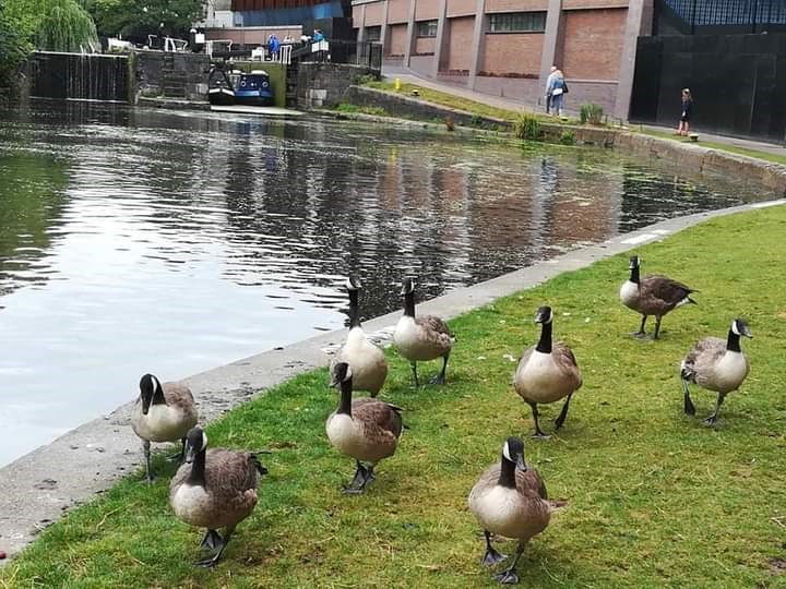 Linda King Cross to Kensington 2