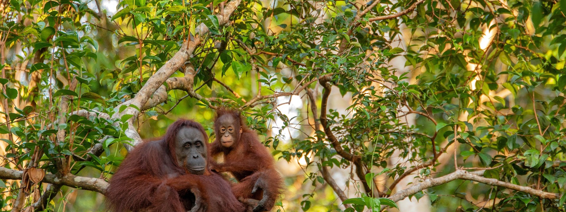 orangutan-Borneo