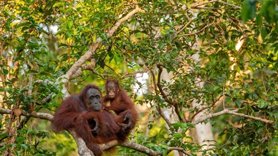 Treasures of Borneo