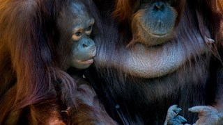 borneang8e8f7e7671280