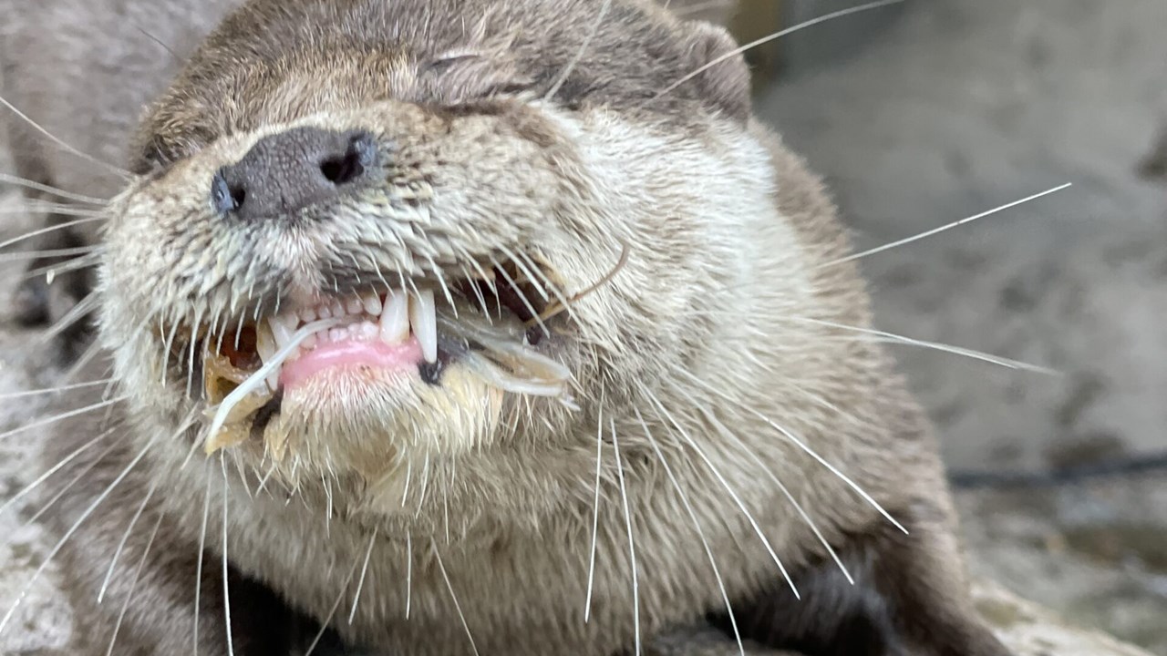 otter y7