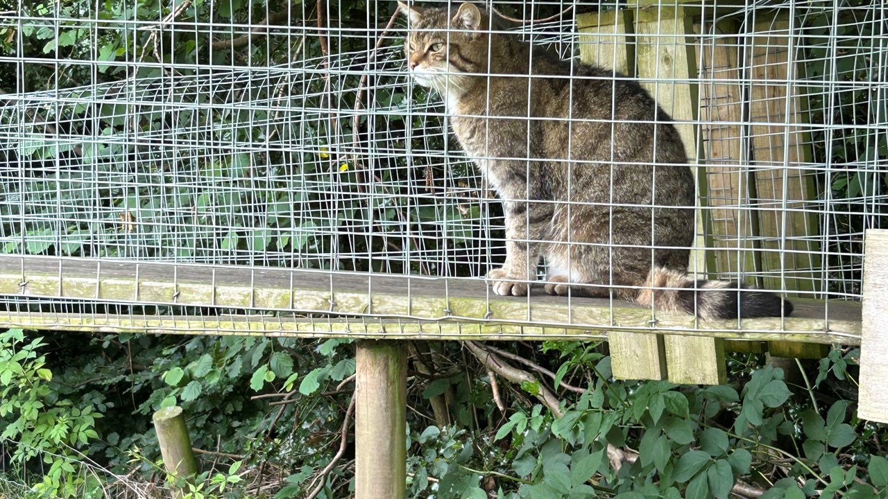 Cotebrook Shire Horses Other Animals Cat
