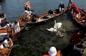 swan upping2