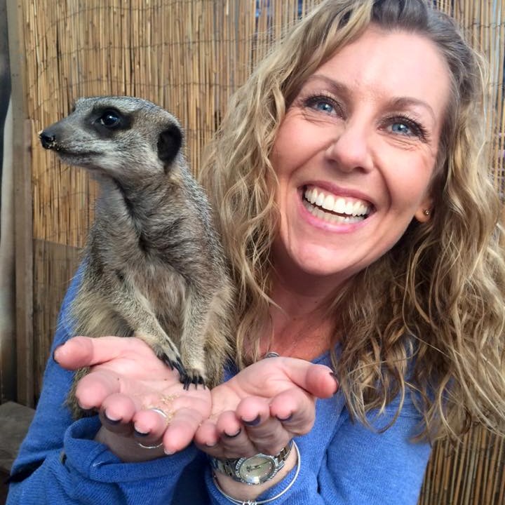 meerkats
