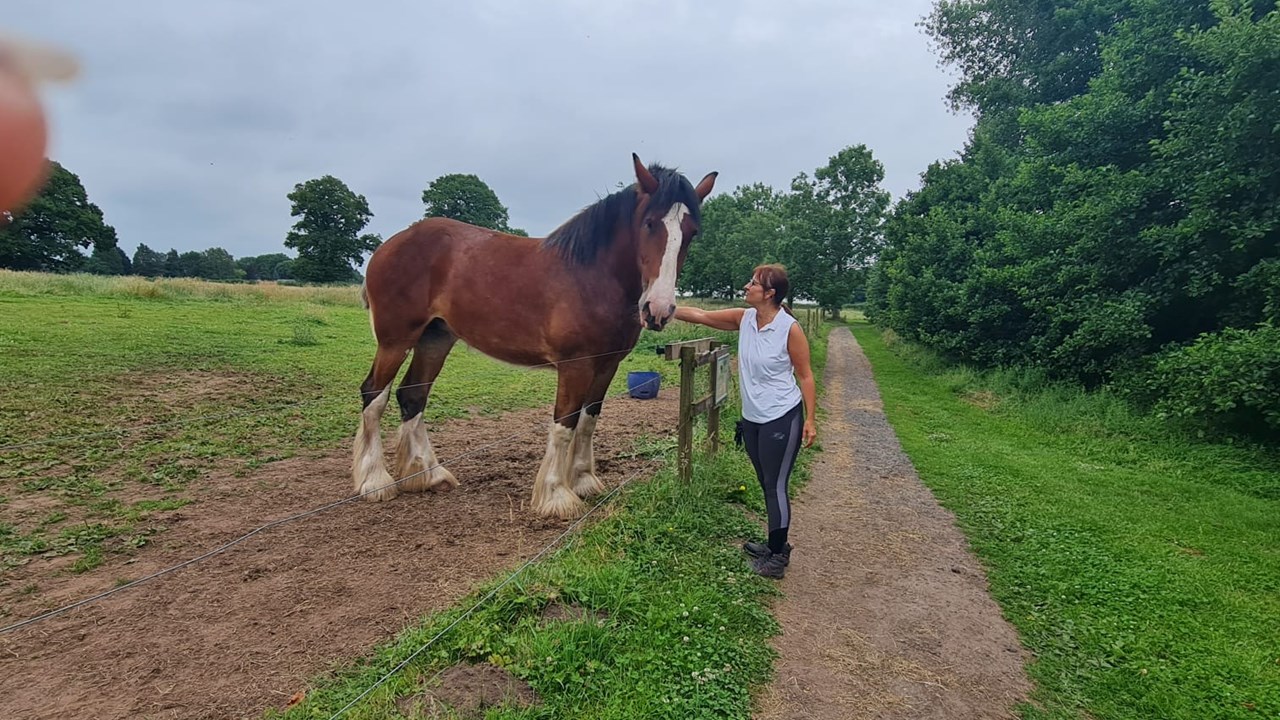 Day Cotebrook Shire Horses 2