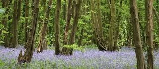 hertswood forest 1