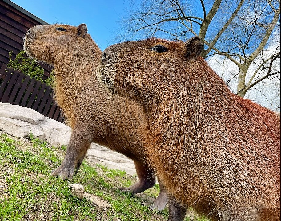 Capybara