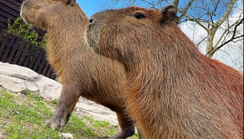 Meet the Capybaras at the New Exotic Zoo!