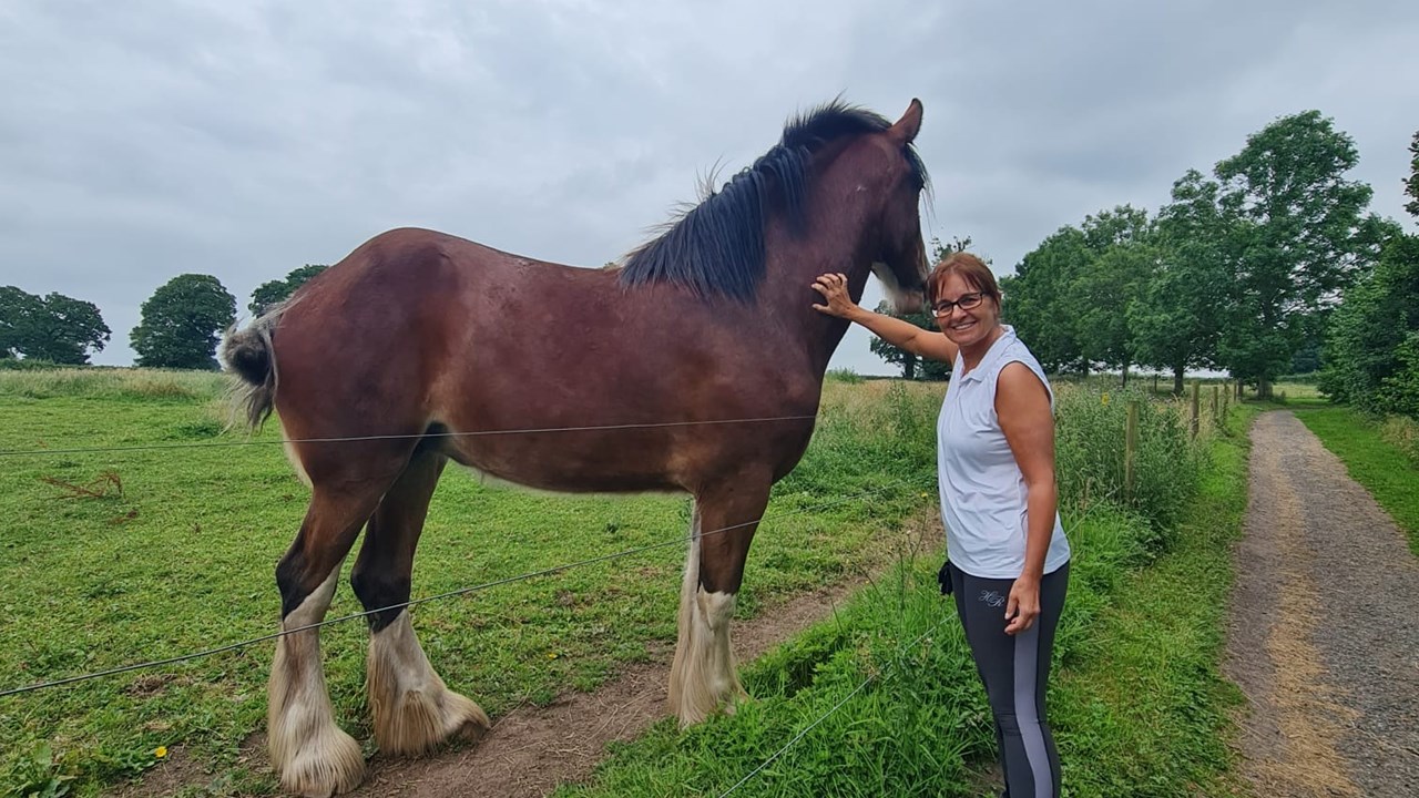 Day Cotebrook Shire Horses 4