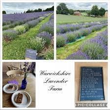 lavender farm 1