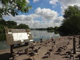 dinton pastures (1)