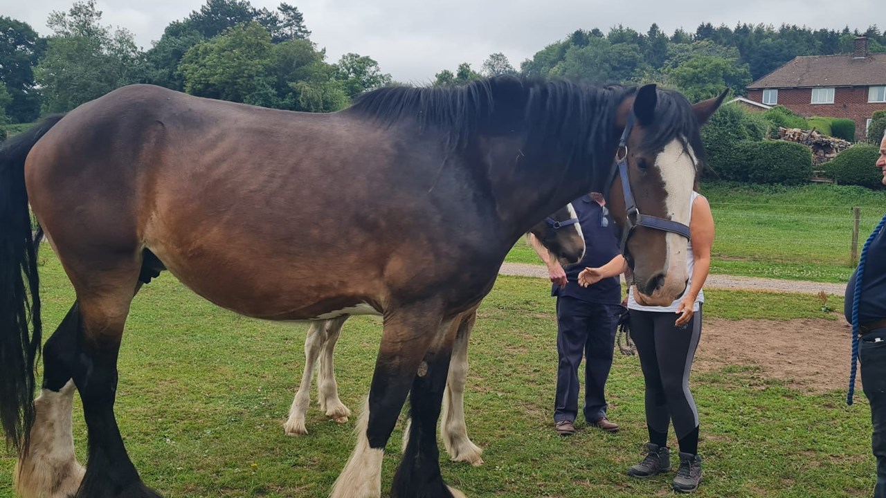 Day Cotebrook Shire Horses 6