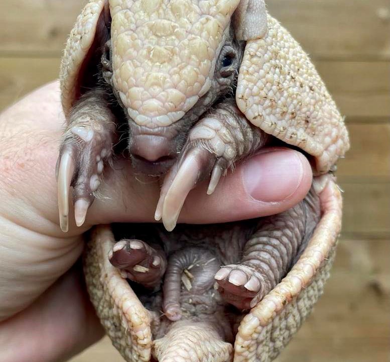 Armadillo