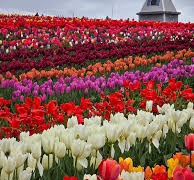 Tulip fields