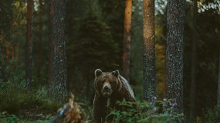oulanka basecamp summer bear 1