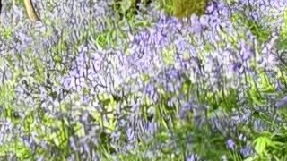 Clifton Country Park Bluebells