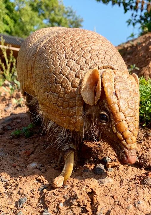 Armadillo3
