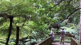 NZ Day 2 Parry Kauri Park