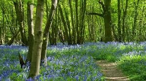 hertswood forest