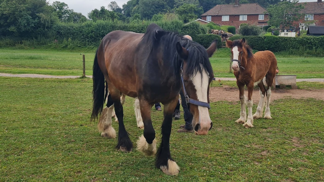 Day Cotebrook Shire Horses 3