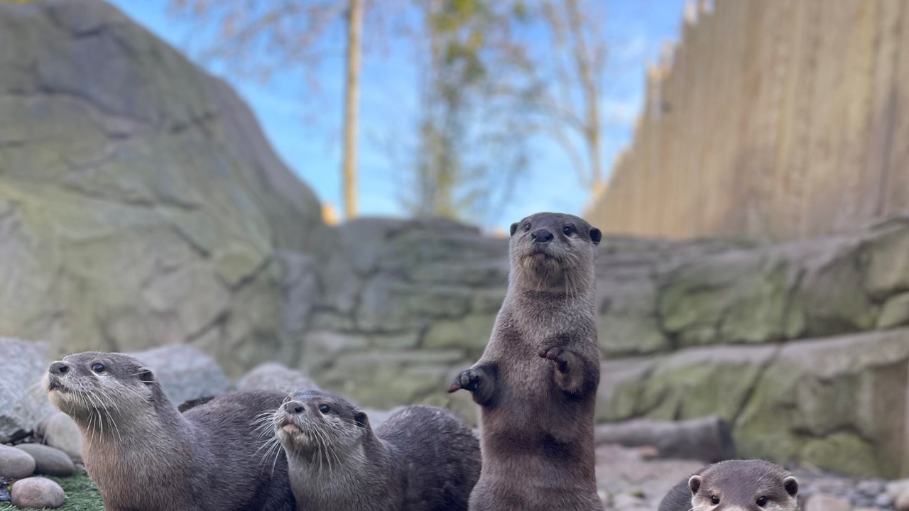 Otters 2