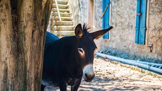 croatia donkey