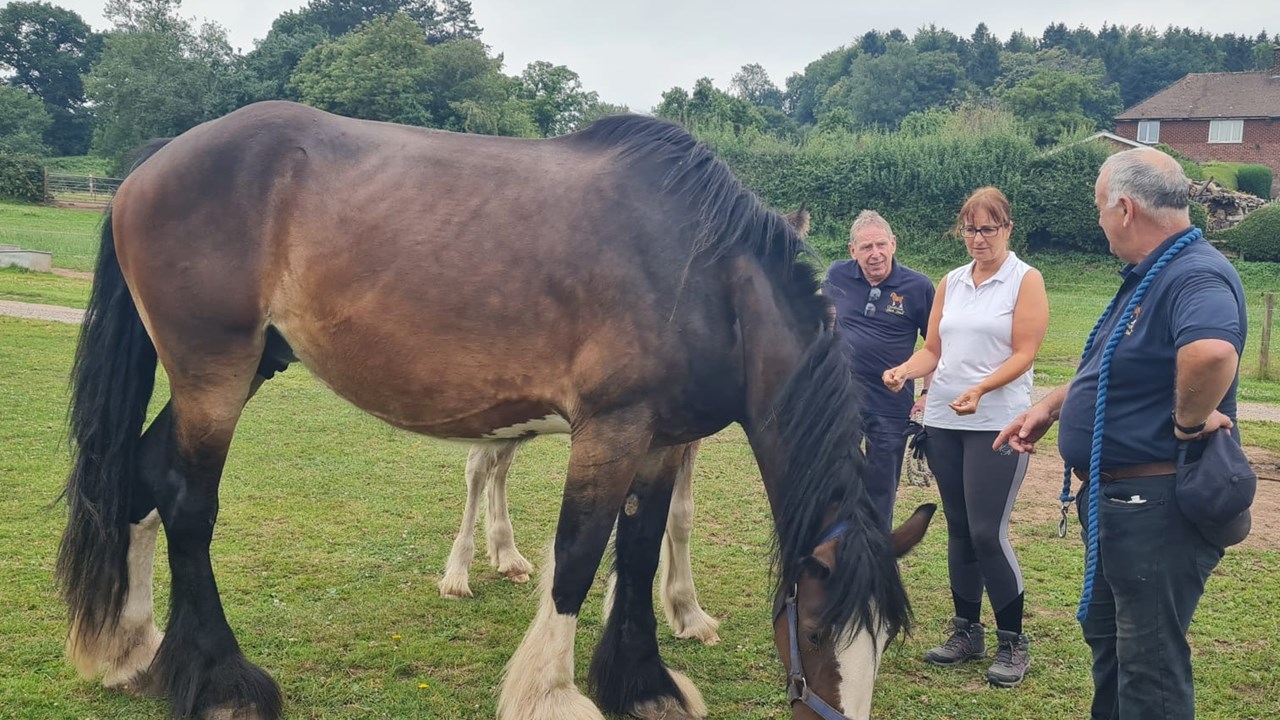 Day Cotebrook Shire Horses 5