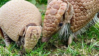 Armadillo2