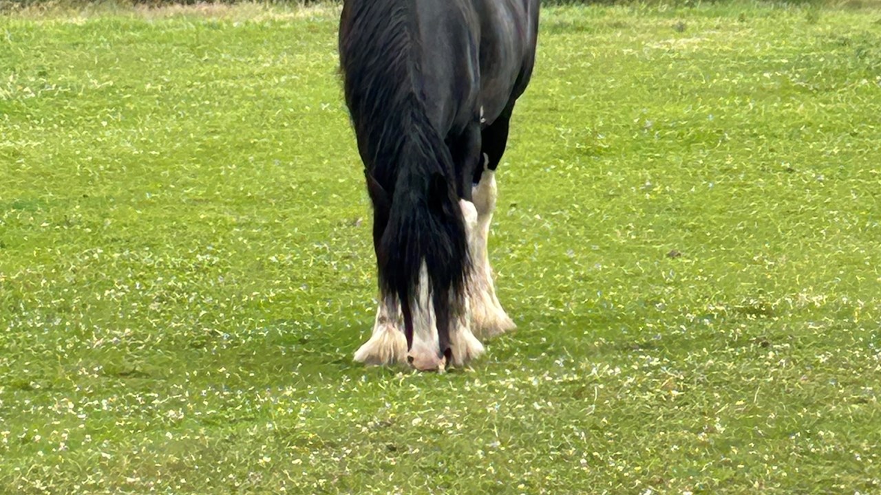 Cotebrook Shire Horses 1