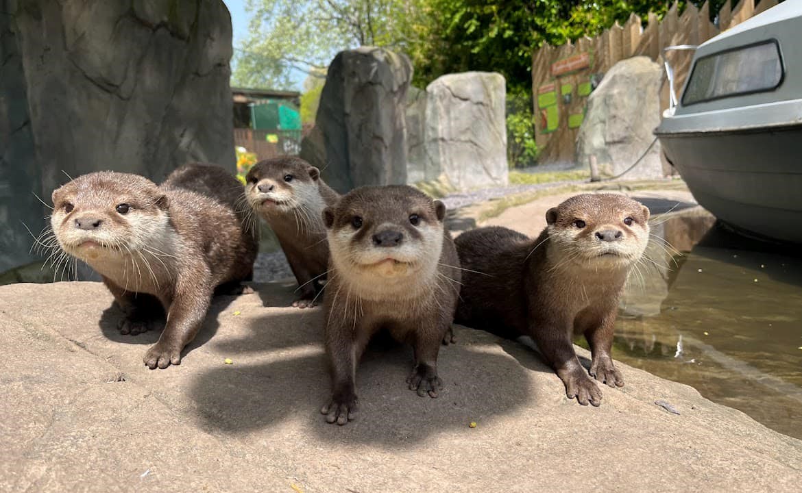 Otters
