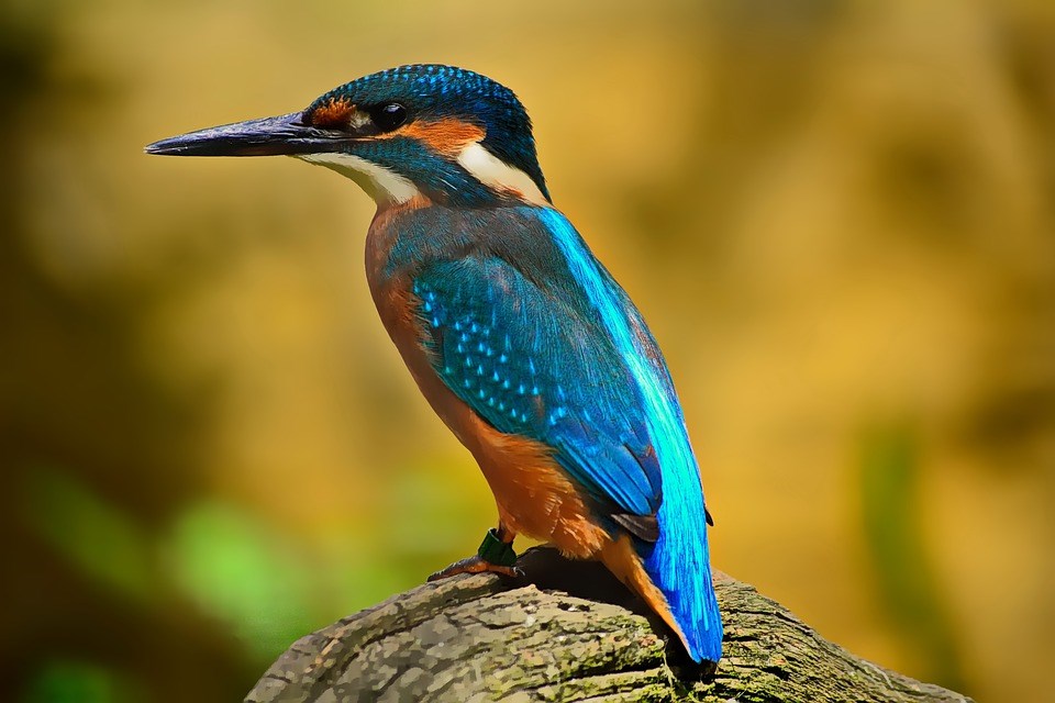 kingfisher bird nature log